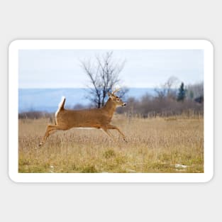Deer Run - White-tailed deer Sticker